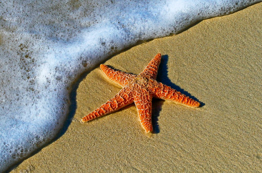 Saltwater & Starfishes: A Birthday to&nbsp;Remember